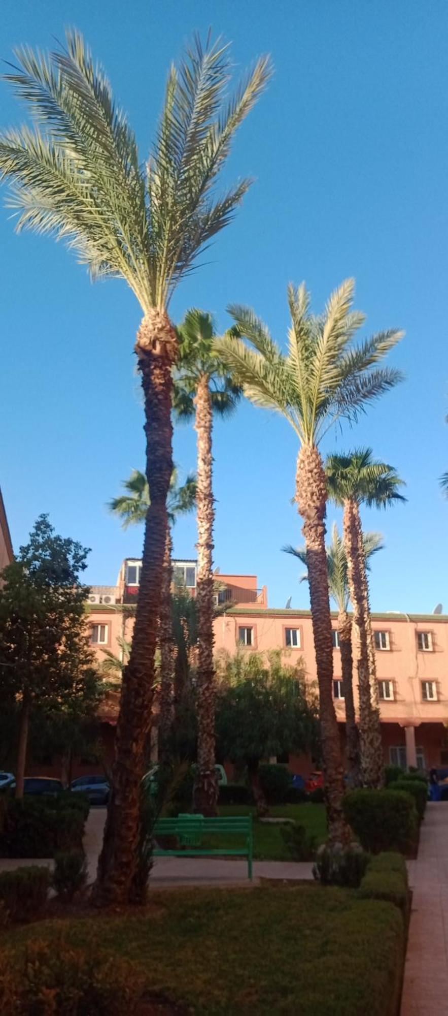 Riad Al-Bushra Marrákes Kültér fotó